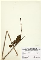 藏品(咖啡樹)的圖片